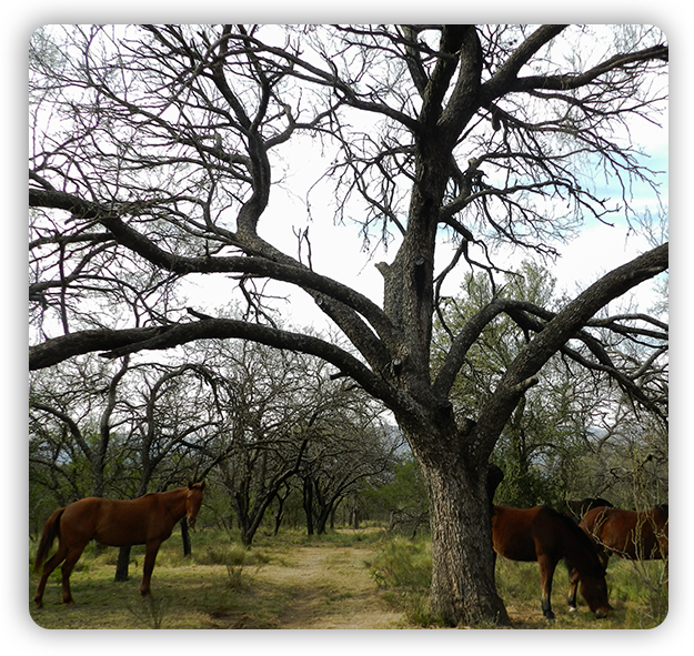 Reserva Natural Los Mates